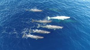 Sperm whales