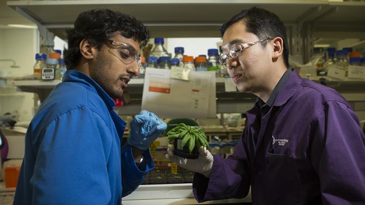Lending Plants a Helping Hand