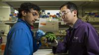 Lending Plants a Helping Hand