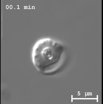 Malaria Parasites Escape from Red Blood Cell