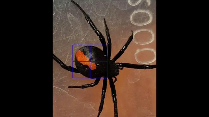 Extracting the heartbeat of a redback spider
