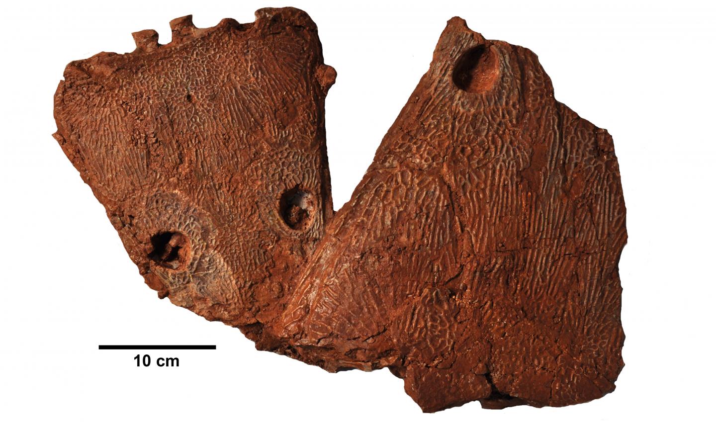 <i>Metoposaurus</i> Skulls