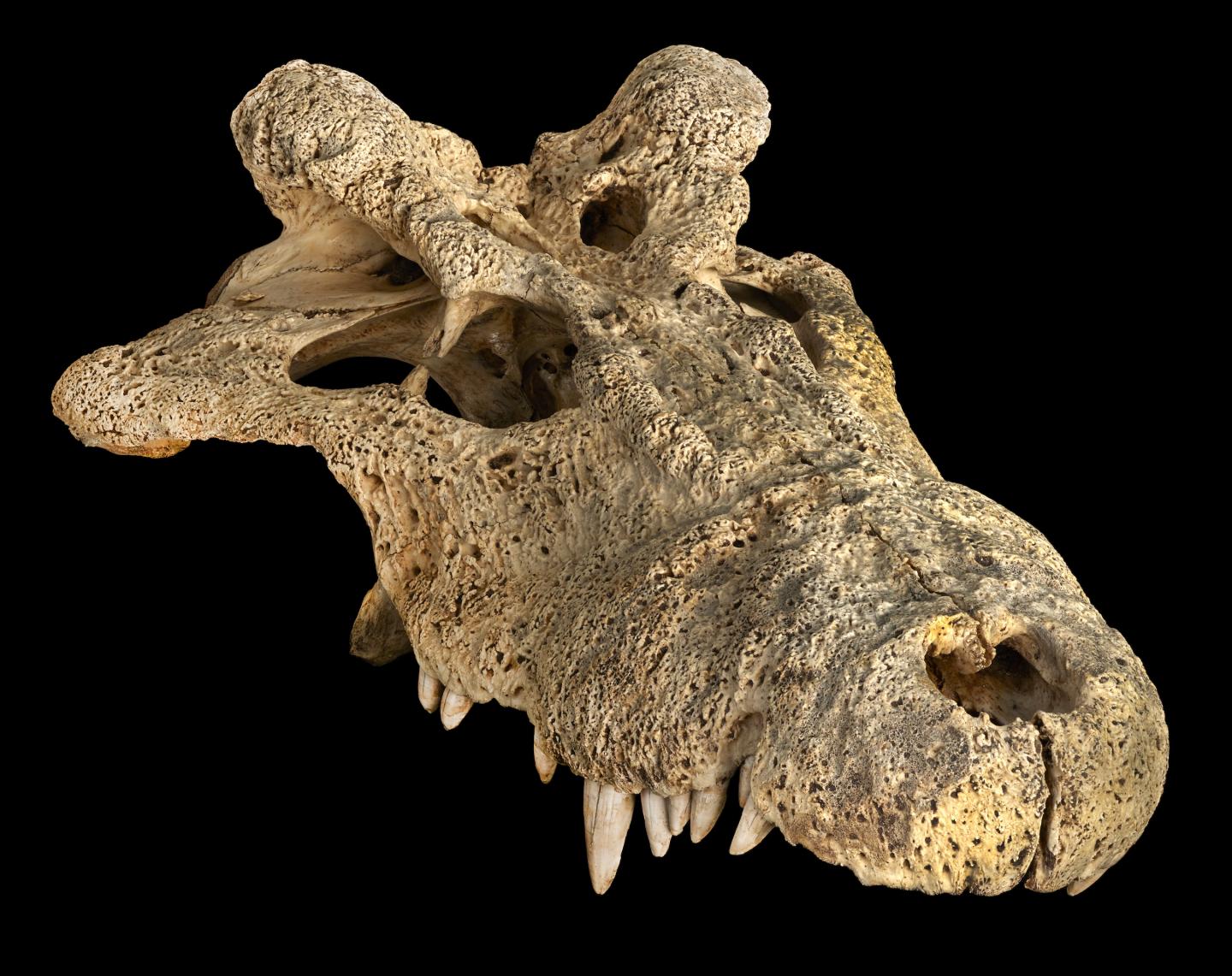 Voay robustus skull