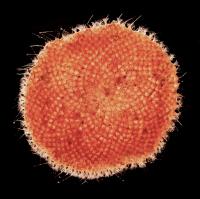 Cupulariid Bryozoan Feeding Colony