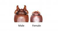 Broad-Horned Flour Beetles
