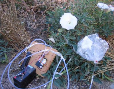 Bagging Flower Odor