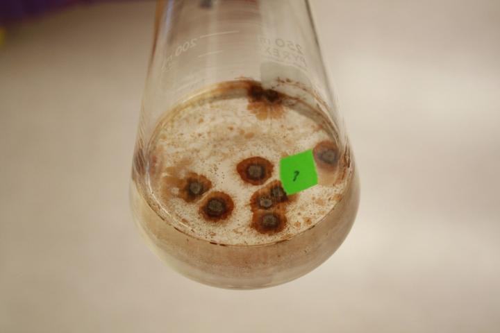 Pyrenochaeta sp. DS3sAY3a Growing in Liquid Culture