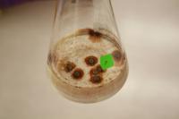 Pyrenochaeta sp. DS3sAY3a Growing in Liquid Culture