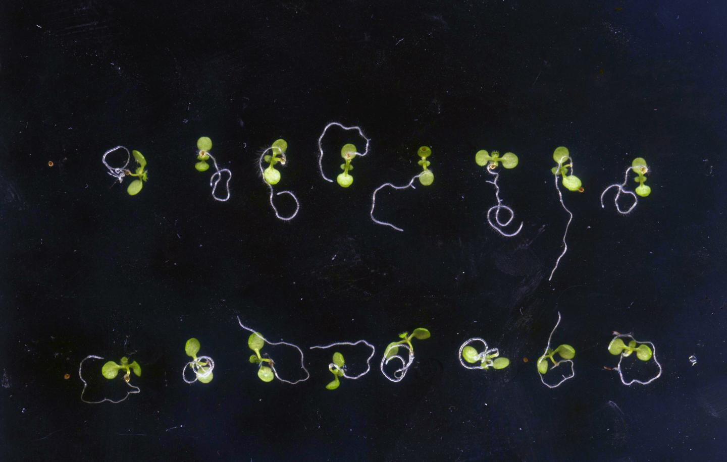Genetically Identical Seedlings of Thale Cress