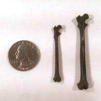 Very Primitive Primate Bones