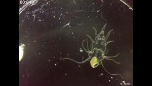 Asterias forbesi larva swimming.
