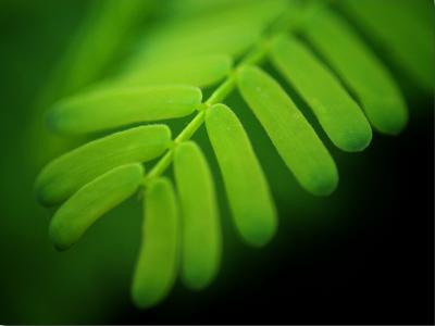 Leaves