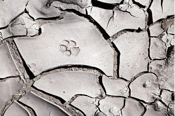 Paw Print on Mud