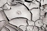 Paw Print on Mud