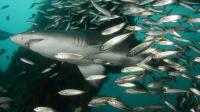 Sand Tiger Shark