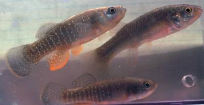 Killifish