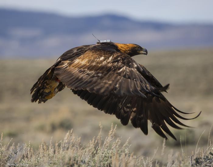 Golden Eagle with satellite transmitter