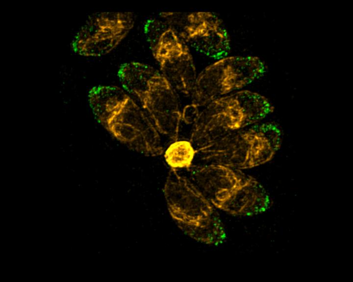 <em>Toxoplasma Gondii</em>