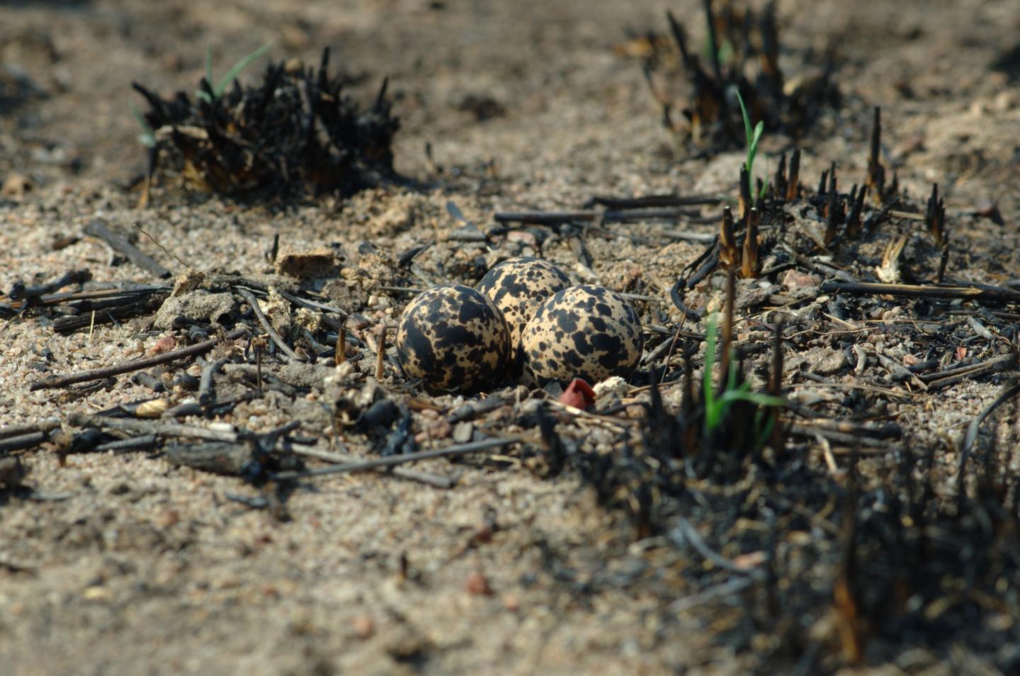Camouflaged Eggs 2