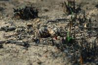 Camouflaged Eggs 2