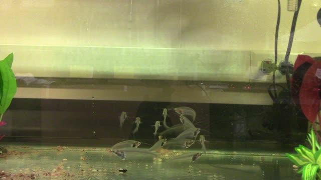Glass Catfish