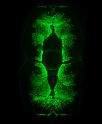 Fluorescence Image of a Transverse Section of a Formalin-Fixed Eel