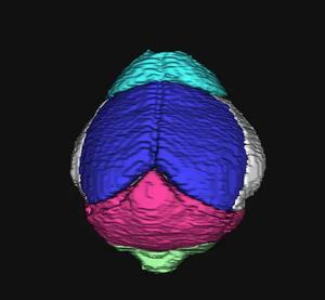 3D shrew brain animation