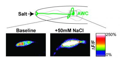 Odor-Sensing Neuron