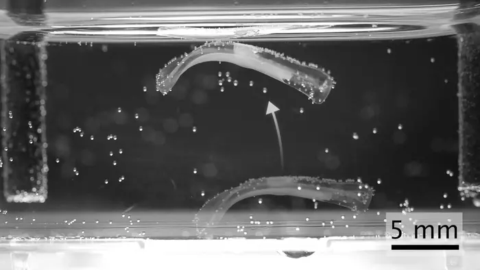 Biohybrid robot