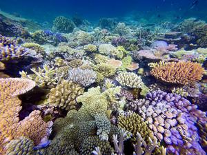 The Great Barrier Reef