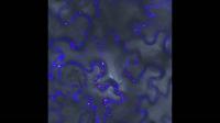 Cytoplasm streaming