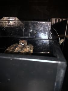 Loggerhead Hatchling Y-maze