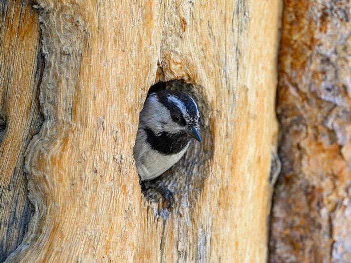 A chickadee parent