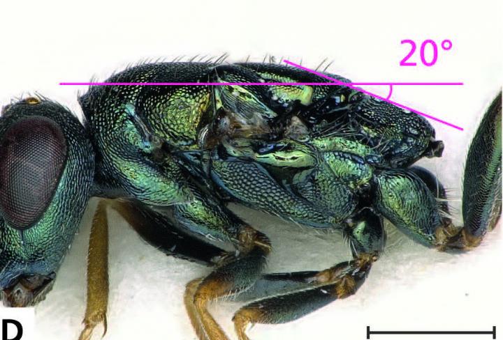 <em>P. janstai</em> Middle Section