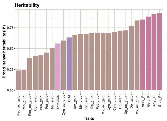 Estimates of broad sense heritability for raw concentrations of ACN and CGA, and percentage of arabinoside ACN (Arab-P), galactoside ACN (Galc_P), glucoside ACN (Gluc_P) and acylated ACN (Acyl_P) relative to the total ACN (TotalACN) content in 153 blueber