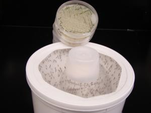 Mosquitoes in a container