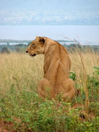 Lions