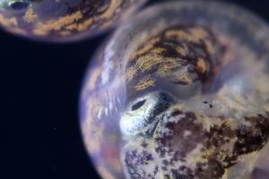 Killifish embryo eyes and tail