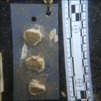 Coral Pieces Before Deployment