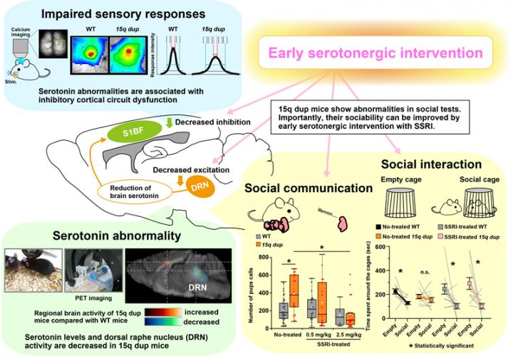 Infographic: Serotonergic Abnormalities