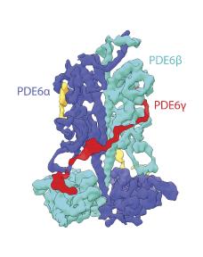 The Structure of PDE6αβ2γ Complex