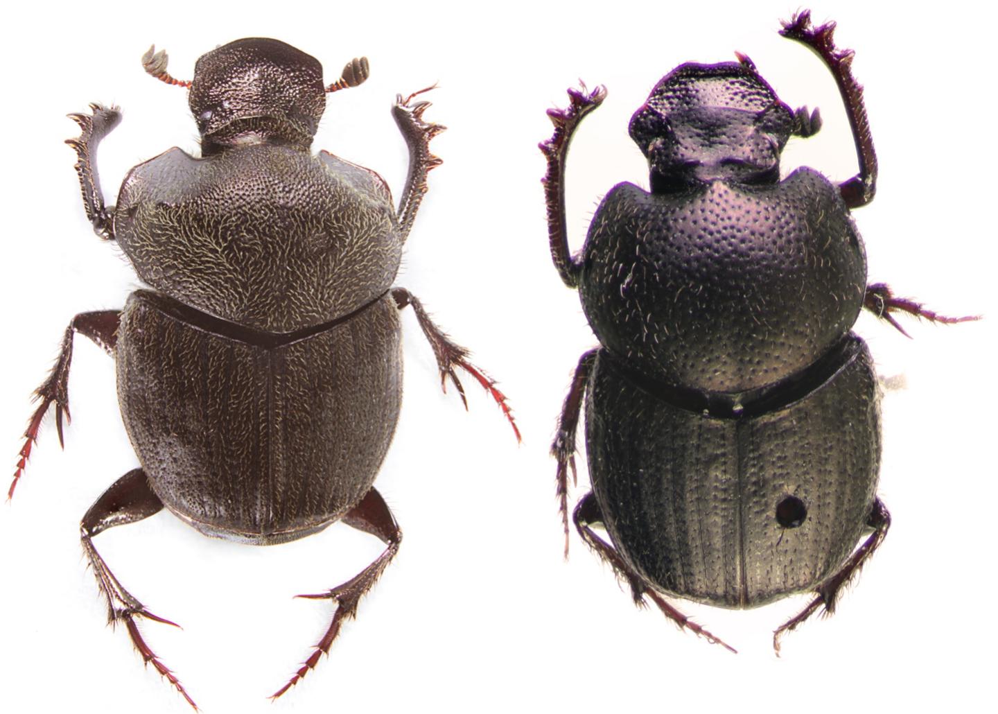 Beetles