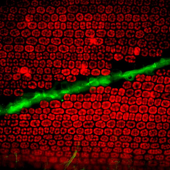 Wasting disease invastion