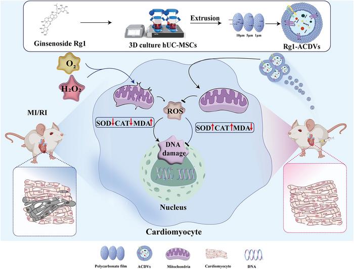 Artificial Cell Derived Vesicles from Ginsenoside Rg1-Primed Mesenchymal Stromal Cells Mitigate Oxidative Stress and DNA Damage in Myocardial Ischemic/Reperfusion Injury