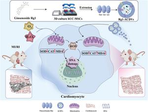 Artificial Cell Derived Vesicles from Ginsenoside Rg1-Primed Mesenchymal Stromal Cells Mitigate Oxidative Stress and DNA Damage in Myocardial Ischemic/Reperfusion Injury