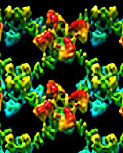 HCN Potassium Channels
