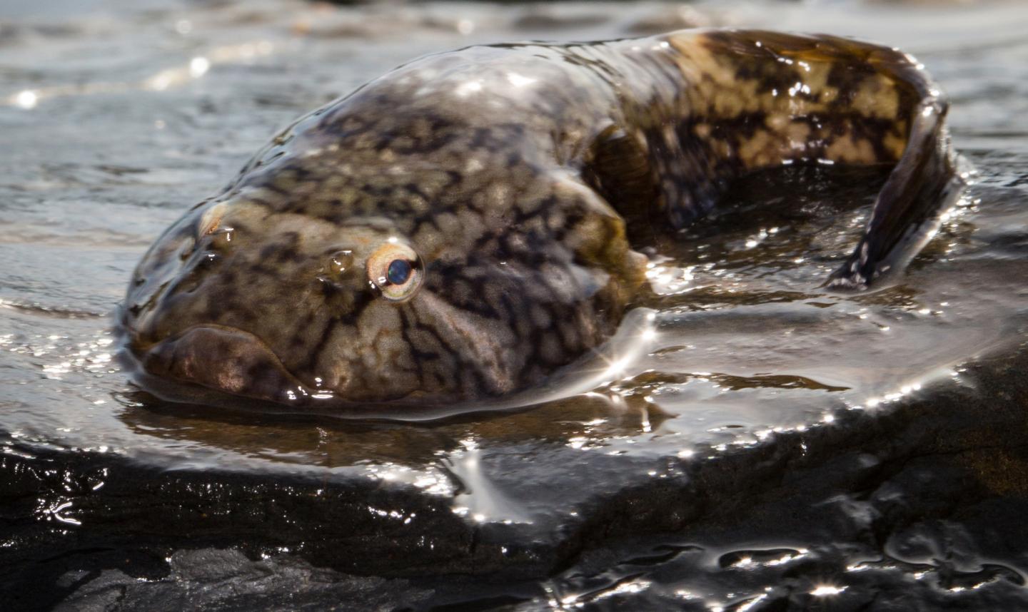 Northern Clingfish