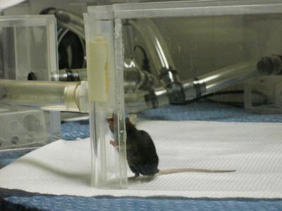 Four-Foot Biosensors