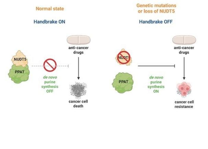 Releasing the Brake on Purine Metabolism