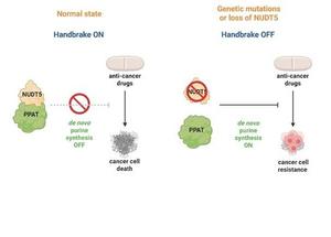 Releasing the Brake on Purine Metabolism